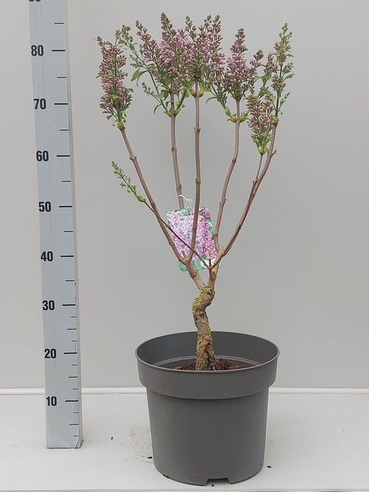 <h4>SYRI VULGARIS</h4>