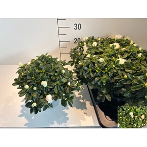 RHODO SI WITTE VOGEL