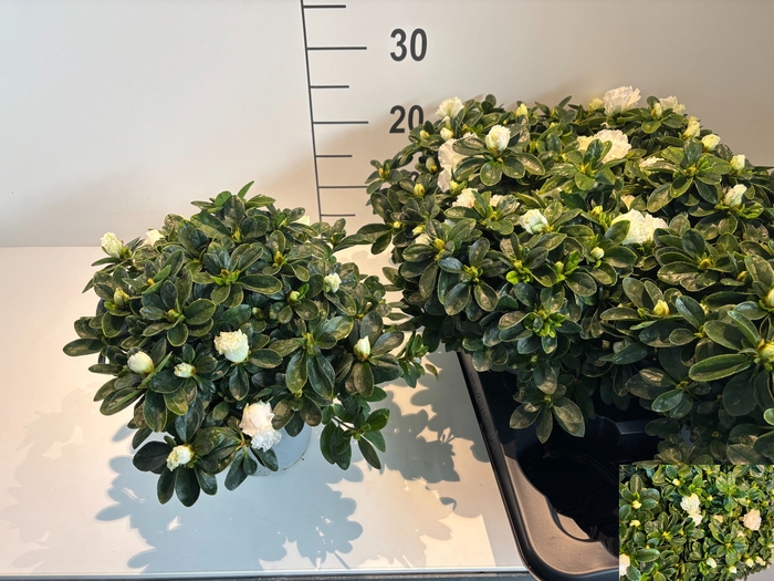 <h4>RHODO SI WITTE VOGEL</h4>