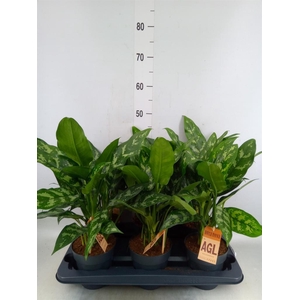 Aglaonema  'Maria'