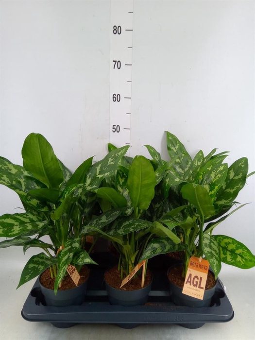 <h4>Aglaonema  'Maria'</h4>