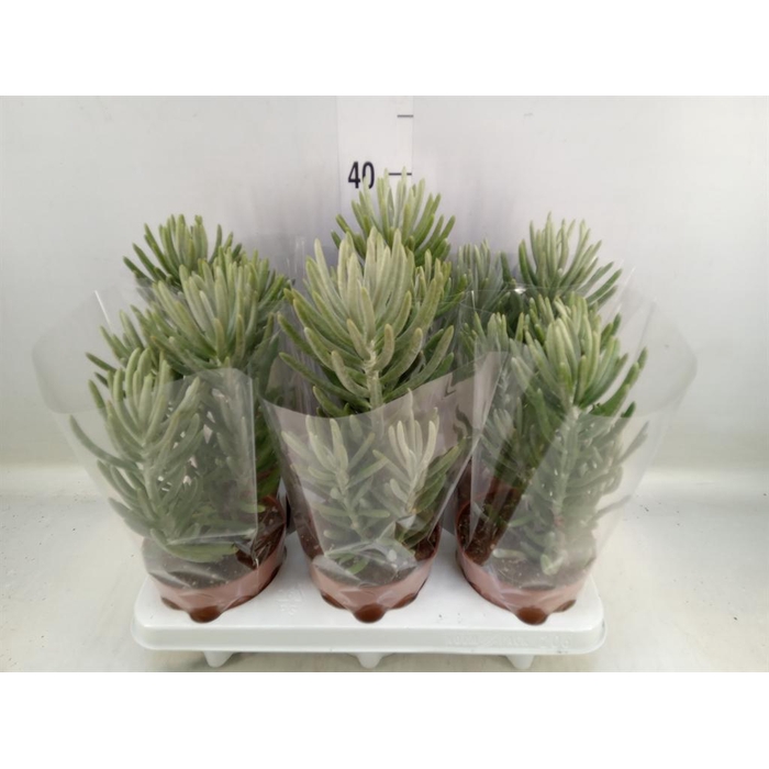 <h4>Senecio   ...</h4>