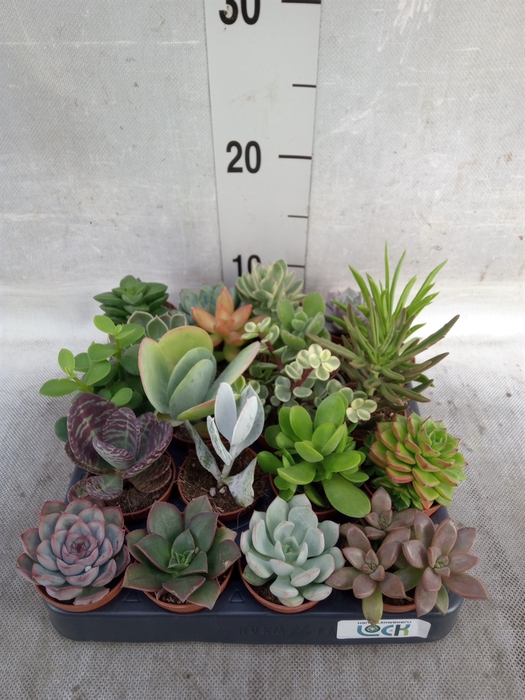 <h4>Succulents   ...</h4>