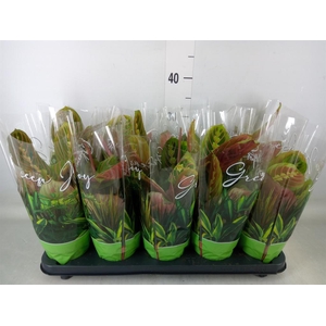 Maranta leuc. 'Fascinator'