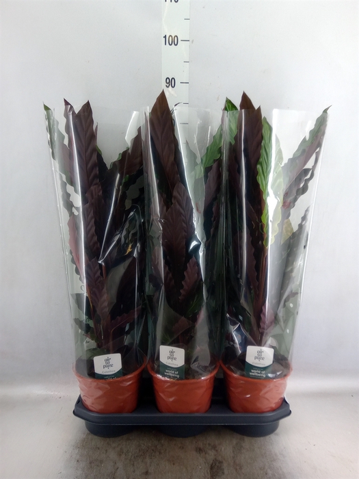 <h4>Calathea rufibarba</h4>