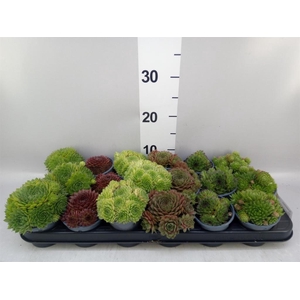 Sempervivum   ...mix
