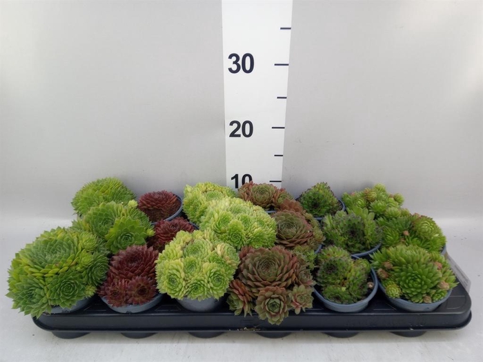 <h4>Sempervivum   ...mix</h4>