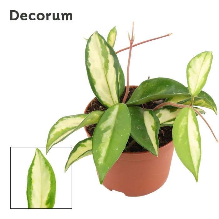 <h4>Hoya Carnosa 9 cm Tricolor (Decorum)</h4>