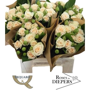 R Tr Tanja Diepers