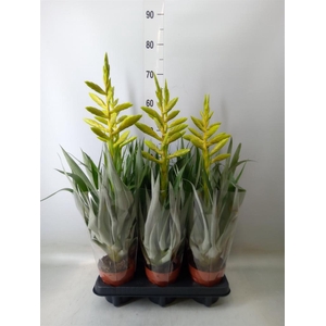 Tillandsia oerstediana