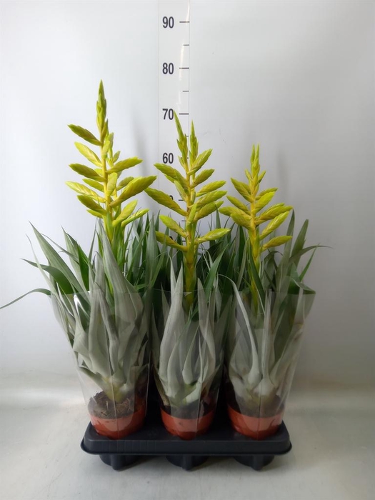 <h4>Tillandsia oerstediana</h4>