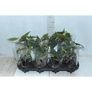 BEGONIA MACULATA SILVER SPOT C13