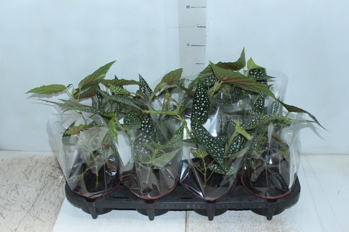 <h4>BEGONIA MACULATA SILVER SPOT C13</h4>
