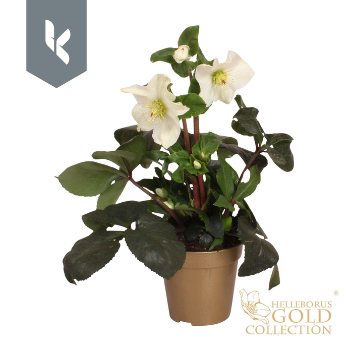 <h4>HGC Helleborus Ice N Roses White in gouden pot</h4>