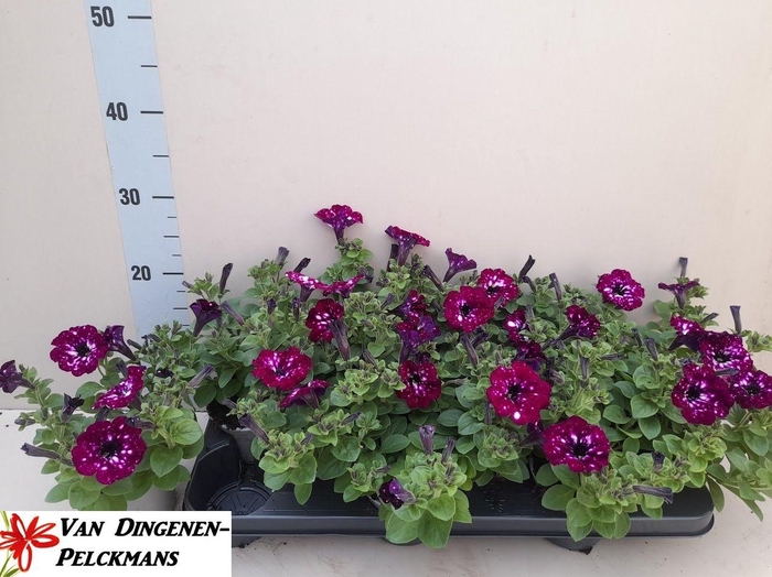 <h4>PET ROYAL SKY</h4>