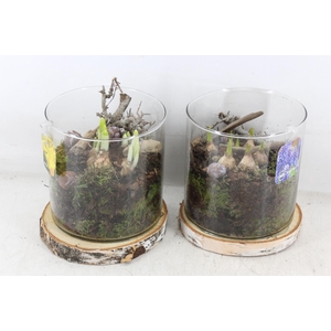 arr4 Bollenmix MB - Hout schijf cilinder x6