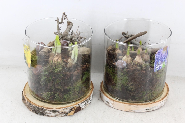 <h4>arr4 Bollenmix MB - Hout schijf cilinder x6</h4>