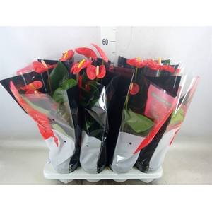Anthurium andr. 'Madural'