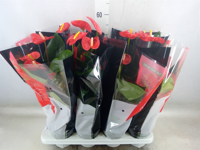 <h4>Anthurium andr. 'Madural'</h4>