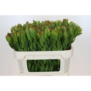 LEUCAD SAF GOLDSTRIK