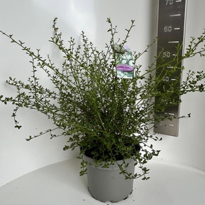 Ceanothus thyrsiflorus