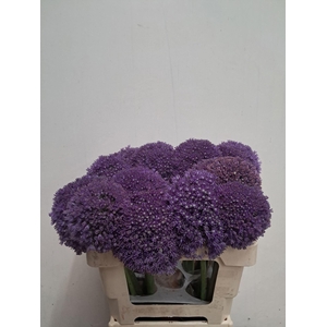 ALLIUM AMBASSADOR