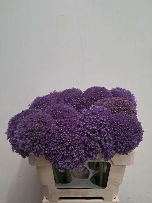 <h4>ALLIUM AMBASSADOR</h4>