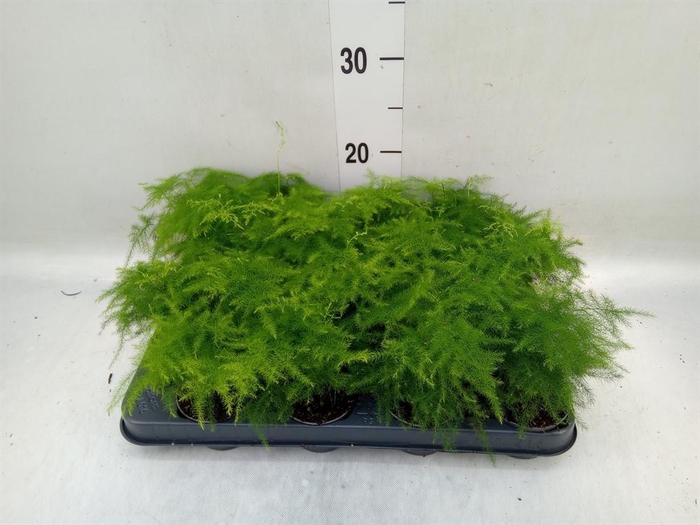 <h4>Asparagus setaceus</h4>