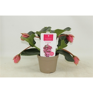 Piccolini Candy 4 knop (Medinilla 1 etage)