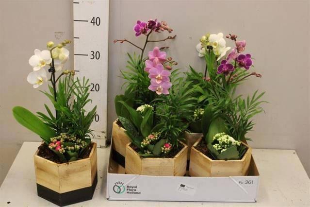 <h4>ARR KAMERPL BLOEI</h4>