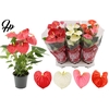 Anthurium 4 color mix in Couture hearts sleeve