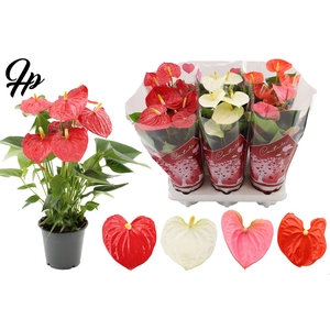 Anthurium 4 color mix in Couture hearts sleeve