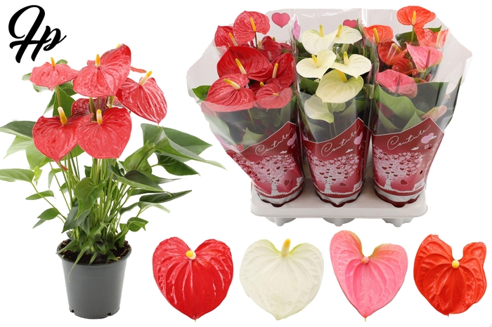 Anthurium 4 color mix in Couture hearts sleeve