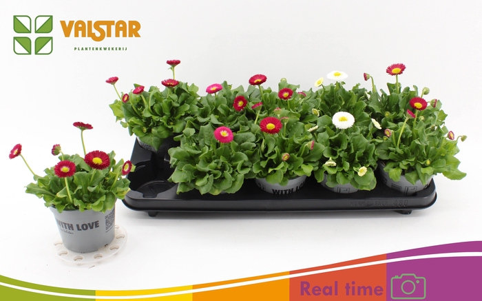 <h4>BELLIS P KL BEL GEM</h4>