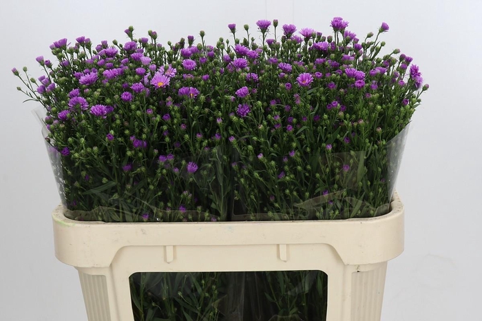 <h4>Aster Casarosa</h4>