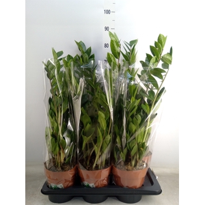 Zamioculcas zamiifolia