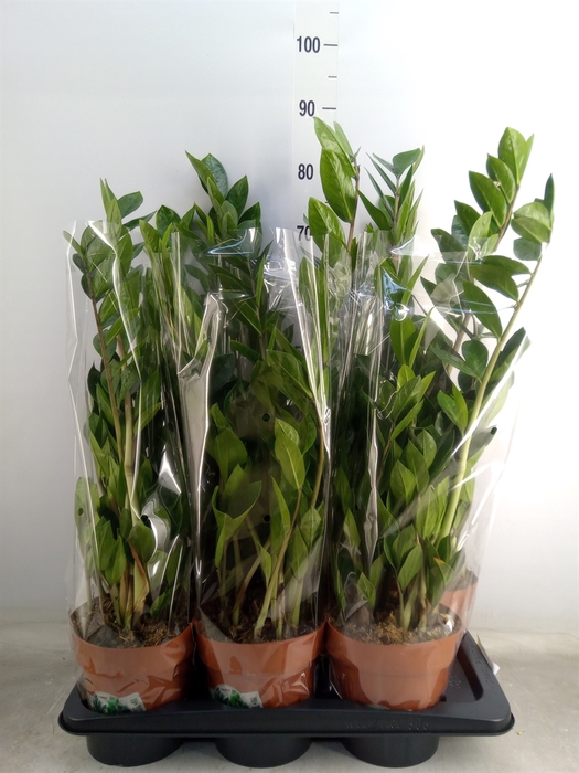 <h4>Zamioculcas zamiifolia</h4>