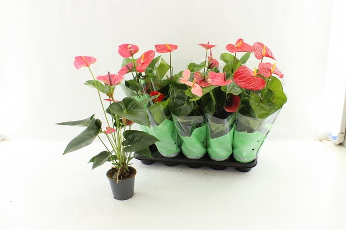 <h4>ANTHU AN GEM 4 KL</h4>