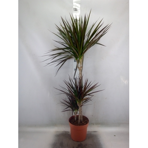 Dracaena marg. 'Magenta'
