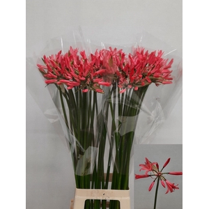 NE BO EL SALMO TWINK