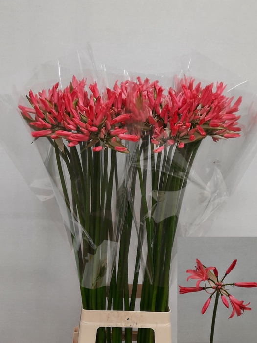 <h4>NE BO EL SALMO TWINK</h4>