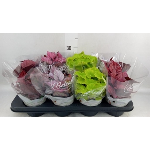 Begonia BD 'Beleaf'   ...mix