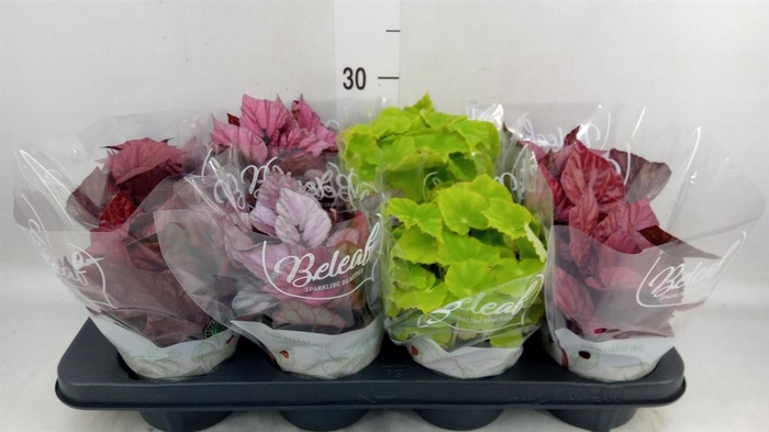 <h4>Begonia BD 'Beleaf'   ...mix</h4>