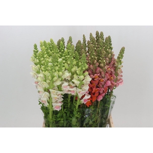 Antirrhinum Potomac Unicolor Mix