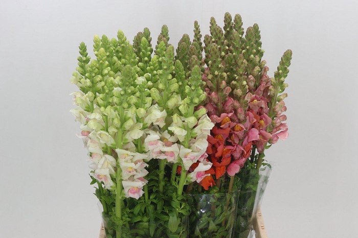 <h4>Antirrhinum Potomac Unicolor Mix</h4>