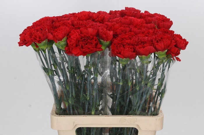 <h4>Dianthus St Gennaro</h4>