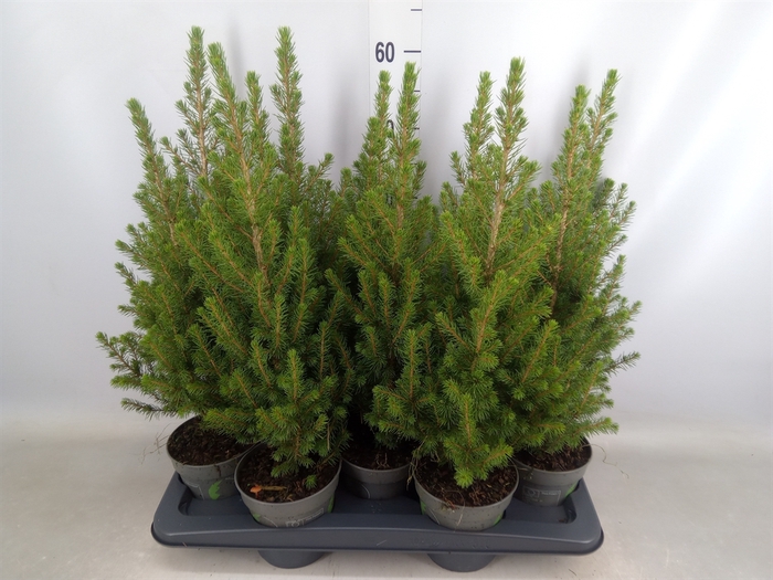 Picea glauca 'December'