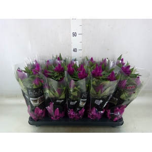 Celosia arg. SP 'Deep Purple'