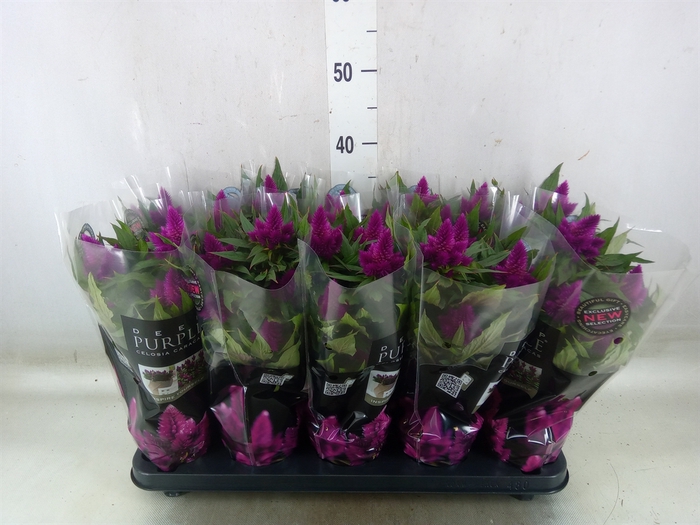 <h4>Celosia arg. SP 'Deep Purple'</h4>