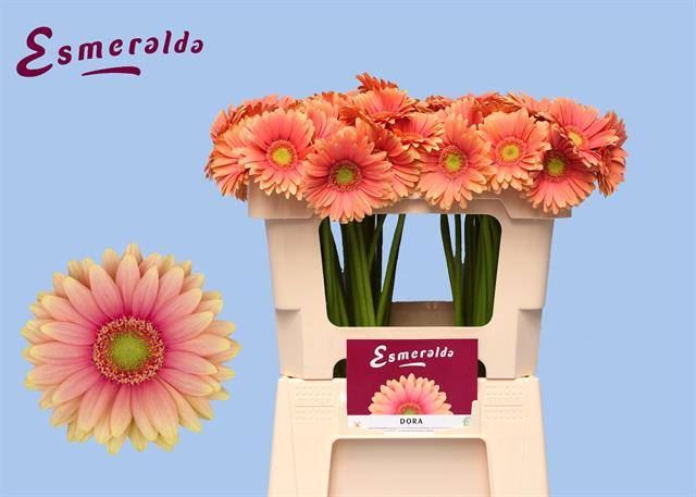 <h4>GERBERA MI 'DORA'</h4>